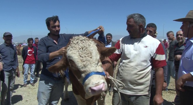  Kurban pazarının Dadaş boğası göz kamaştırıyor